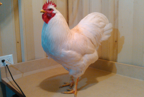 white jersey giant chicken